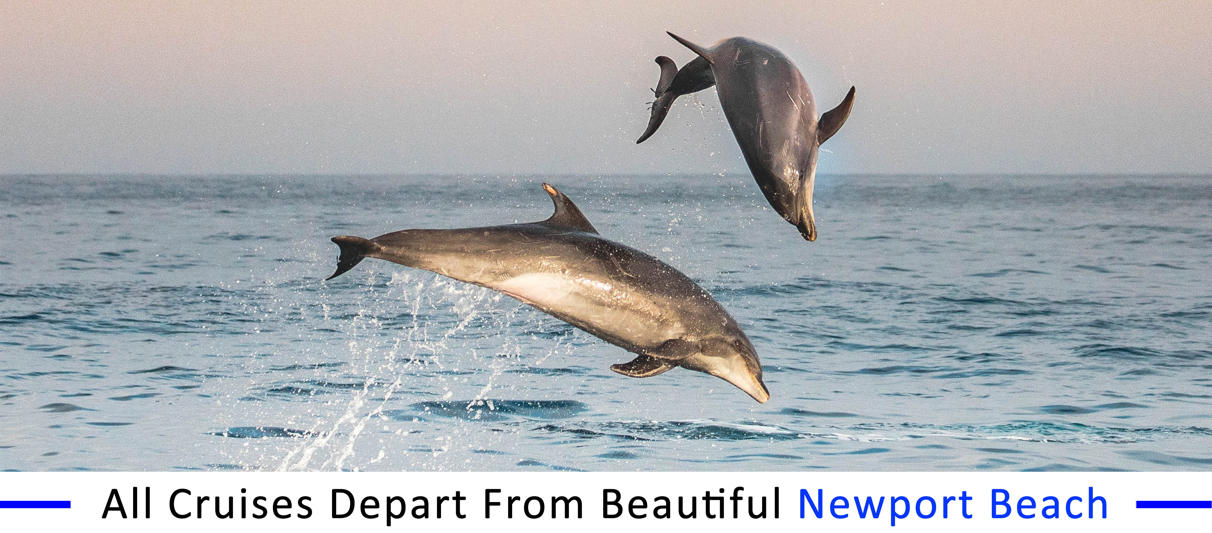 whale-watching-Santa-Barbara-field-trips